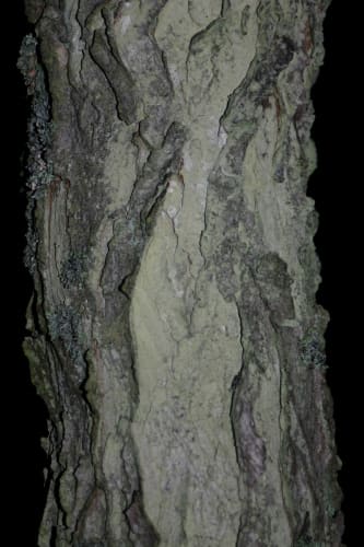 Gymnocladus dioicus - kentuckykaffeträd Gymnocladus dioicus - kentuckykaffeträd