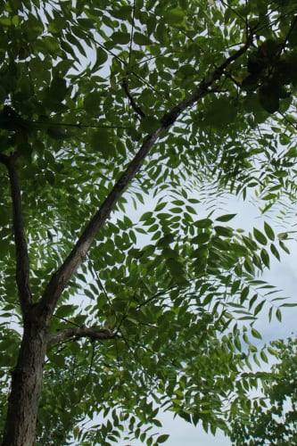 Gymnocladus dioicus - kentuckykaffeträd Gymnocladus dioicus - kentuckykaffeträd
