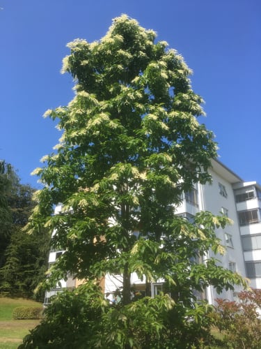 Oxydendrum arboreum - trädrosling Oxydendrum arboreum - trädrosling