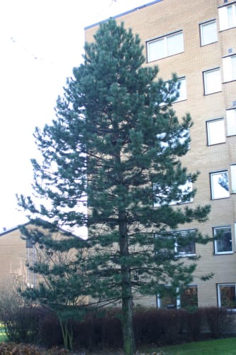 Pinus nigra - svarttall Pinus nigra - svarttall
