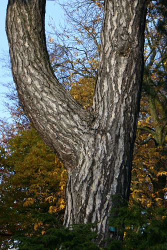 Pinus nigra - svarttall Pinus nigra - svarttall