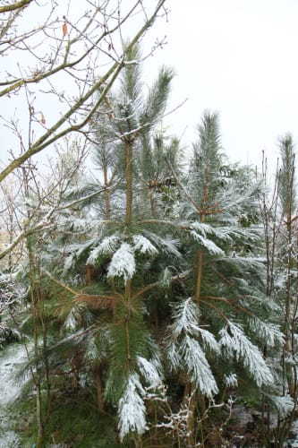 Pinus nigra - svarttall Pinus nigra - svarttall