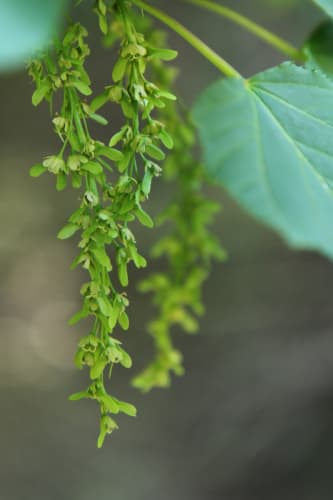 Acer capillipes - japansk strimlönn