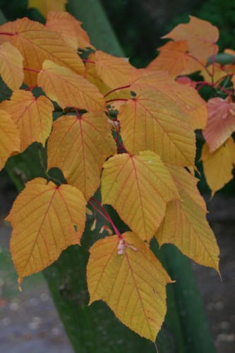 Acer capillipes - japansk strimlönn
