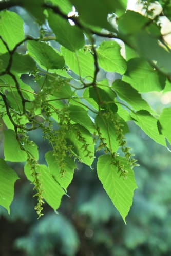 Acer capillipes - japansk strimlönn