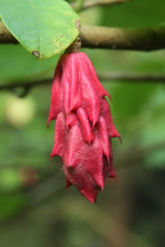 Magnolia sieboldii - buskmagnolia Magnolia sieboldii - buskmagnolia