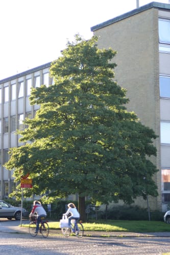 Acer campestre - naverlönn