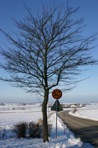 Acer campestre - naverlönn