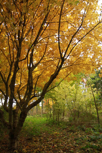 Acer campestre - naverlönn