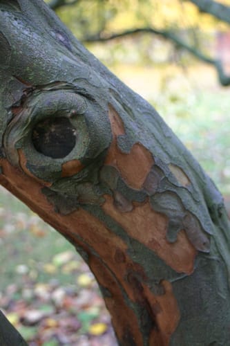 Cydonia oblonga - äkta kvitten