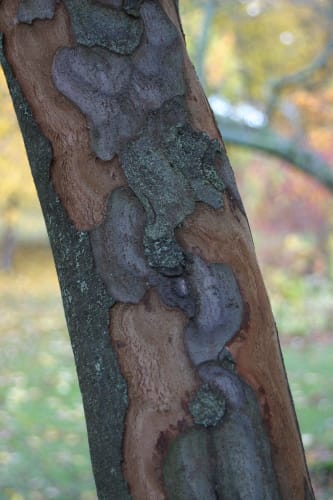 Cydonia oblonga - äkta kvitten