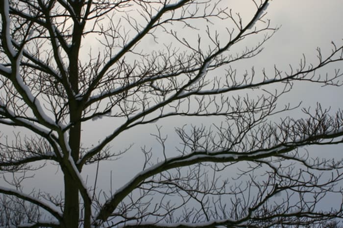 https://res.cloudinary.com/dxwhmugdr/image/upload/t_700bred/v1735146267/Cornus_controversa-Linders-Plantskola-20090_resize_cfhlaa.jpg