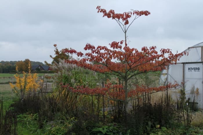 https://res.cloudinary.com/dxwhmugdr/image/upload/t_700bred/v1735146267/Cornus_controversa-Linders-Plantskola-Li_69477_resize_y4n4hq.jpg