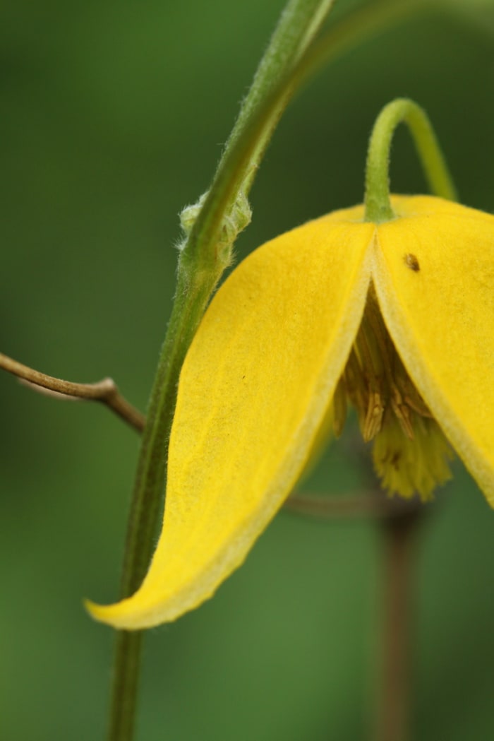 https://res.cloudinary.com/dxwhmugdr/image/upload/t_700bred/v1738050395/Clematis_tangutica_foto_Peter_Linder_Li_66656_2_a63692.jpg