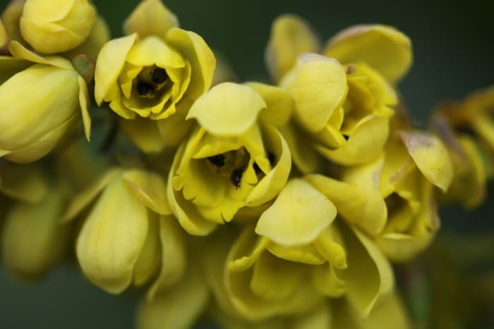 https://res.cloudinary.com/dxwhmugdr/image/upload/t_700bred/v1738050395/Corylopsis_spicata_foto_Peter_Linder_Li_77732_2_grygue.jpg