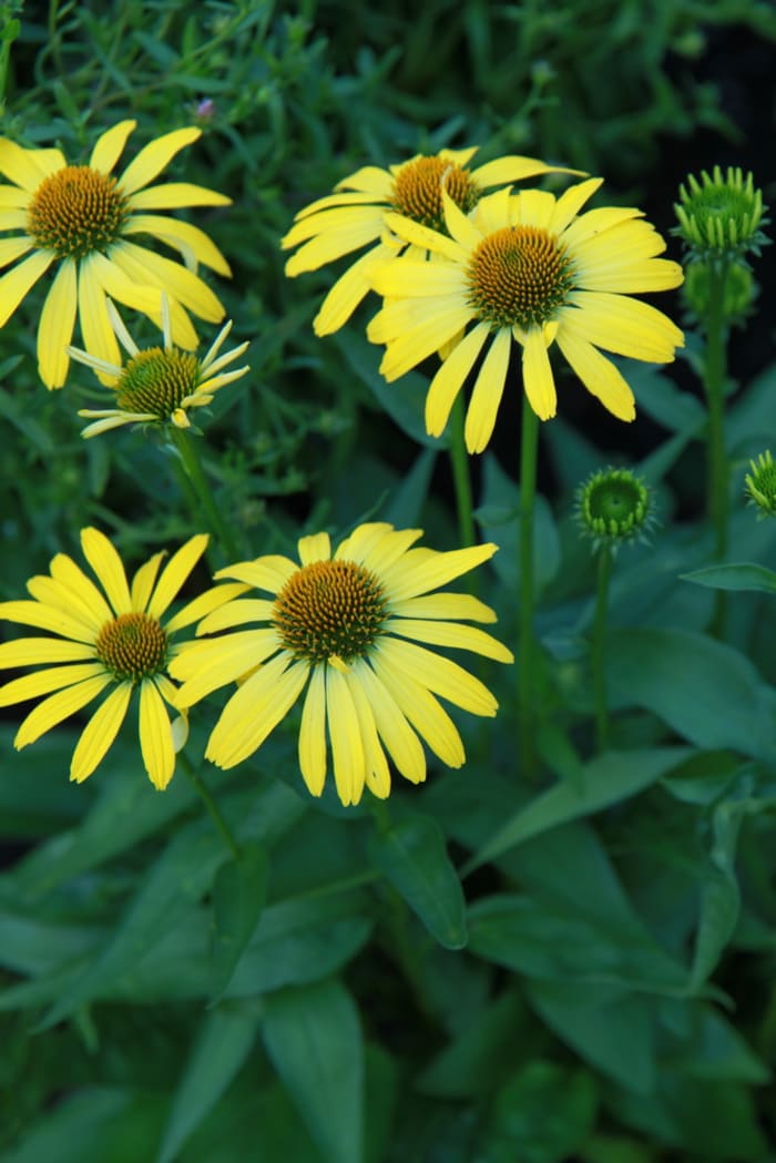 https://res.cloudinary.com/dxwhmugdr/image/upload/t_700bred/v1738050395/Echinacea_Cleopatra_foto_Peter_Linder_Li_109087_2_mfewnv.jpg