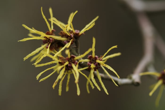 https://res.cloudinary.com/dxwhmugdr/image/upload/t_700bred/v1738050395/Hamamelis_x_intermedia_Westerstede_foto_Peter_Linder_Li_93671_2_rdaq2f.jpg