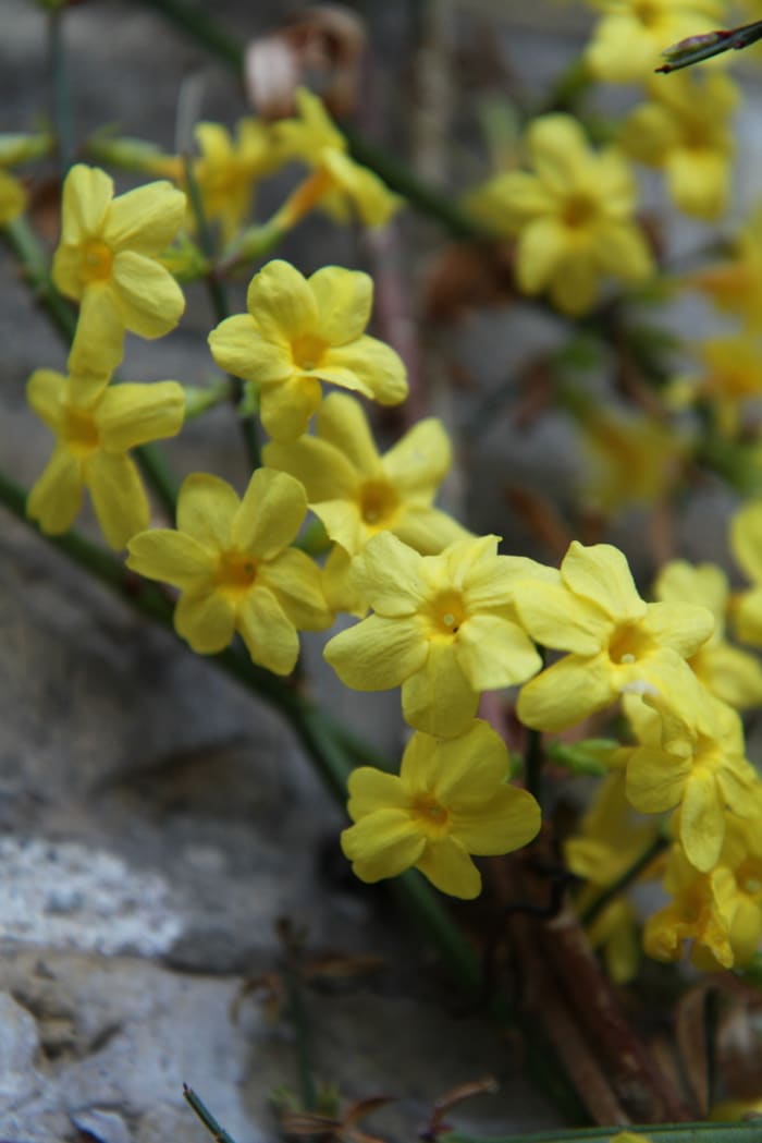 https://res.cloudinary.com/dxwhmugdr/image/upload/t_700bred/v1738050395/Jasminum_nudiflorum_foto_Peter_Linder_Li_99700_2_jzumx3.jpg
