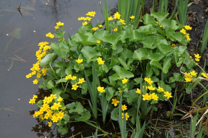 https://res.cloudinary.com/dxwhmugdr/image/upload/t_700bred/v1738050396/Caltha_palustris_foto_Peter_Linder_Li_104402_2_lwt13y.jpg