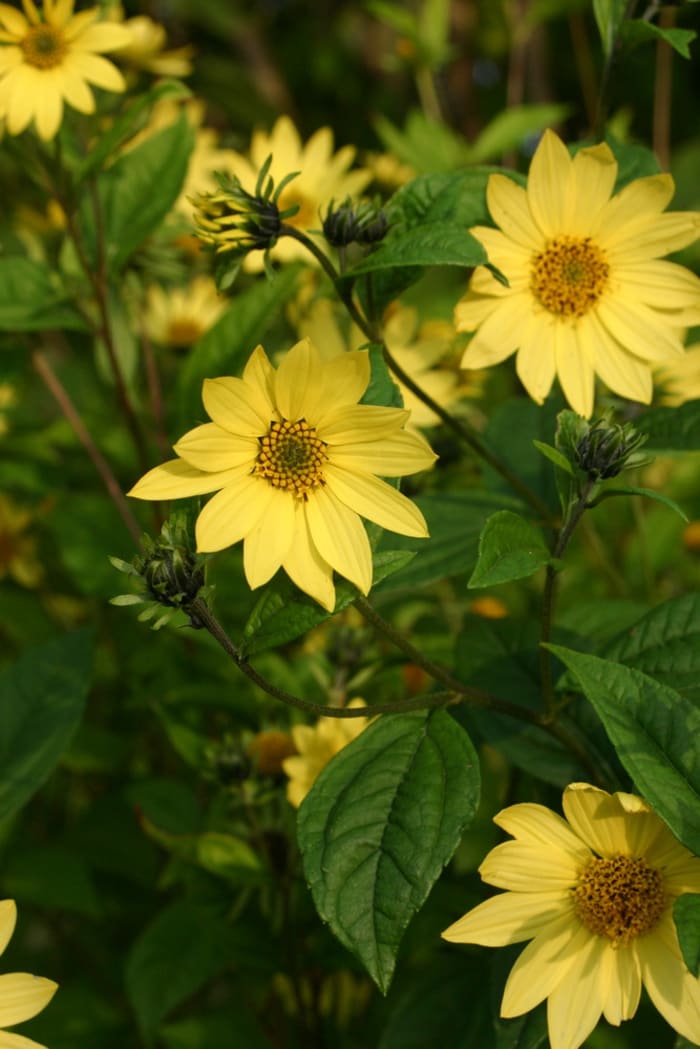 https://res.cloudinary.com/dxwhmugdr/image/upload/t_700bred/v1738050396/Helianthus_Lemon_Queen_foto_Peter_Linder_48034_2_ljhhxi.jpg
