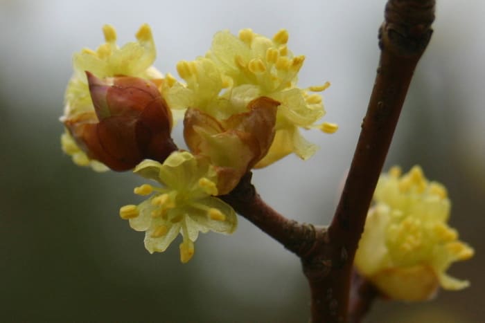 https://res.cloudinary.com/dxwhmugdr/image/upload/t_700bred/v1738050396/Lindera_obtusiloba_foto_Peter_Linder_11607_beskuren_2_bagrge.jpg