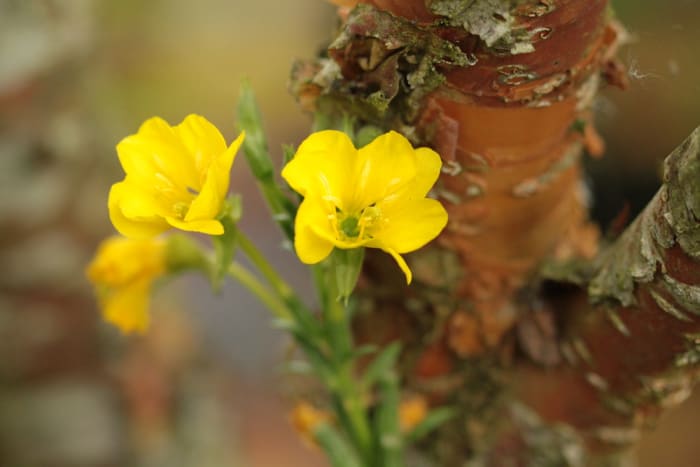https://res.cloudinary.com/dxwhmugdr/image/upload/t_700bred/v1738050396/Oenothera_biennis_foto_Peter_Linder_Li_92021_2_tjrz3h.jpg
