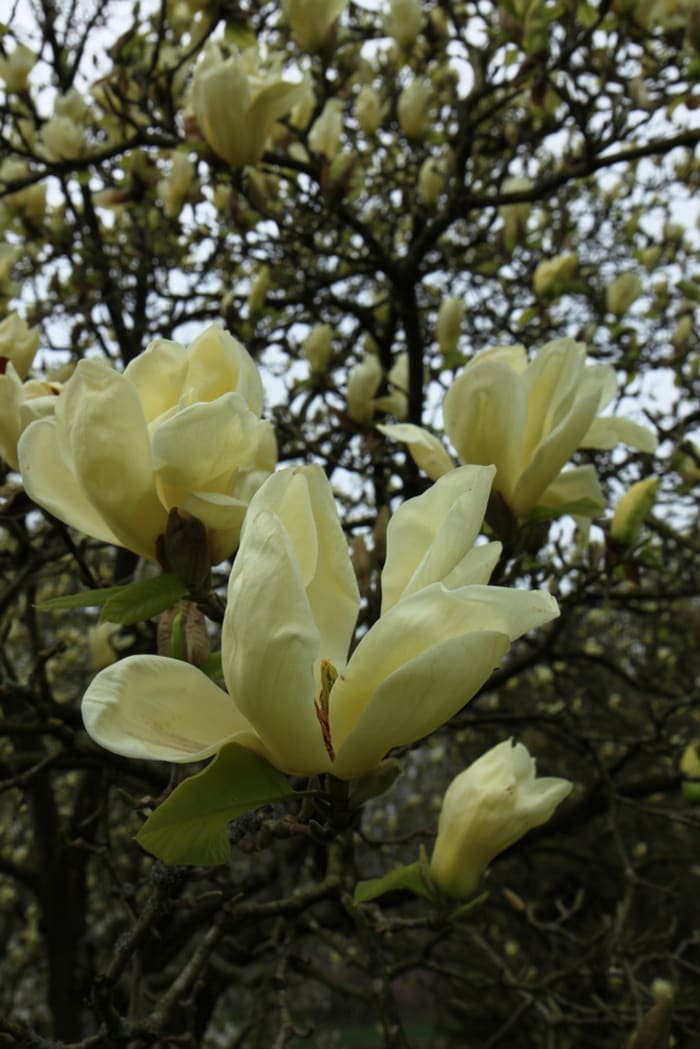 https://res.cloudinary.com/dxwhmugdr/image/upload/t_700bred/v1738050397/Magnolia_Elizabeth_foto_Peter_Linder_Li_105479_2_oyymii.jpg