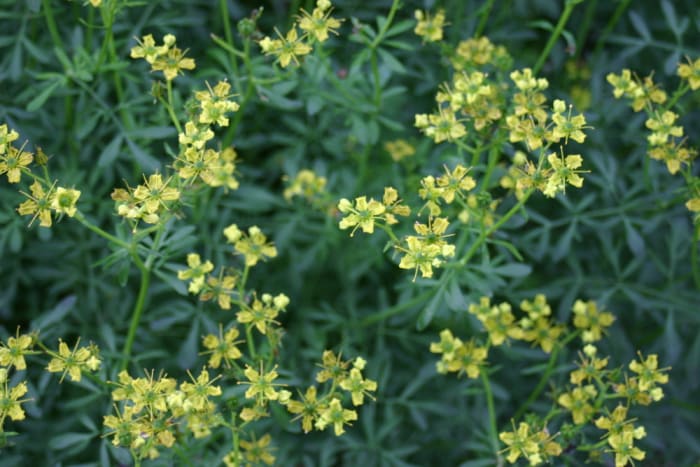 https://res.cloudinary.com/dxwhmugdr/image/upload/t_700bred/v1738050398/Ruta_graveolens_foto_Peter_Linder_32729_2_i6hxza.jpg