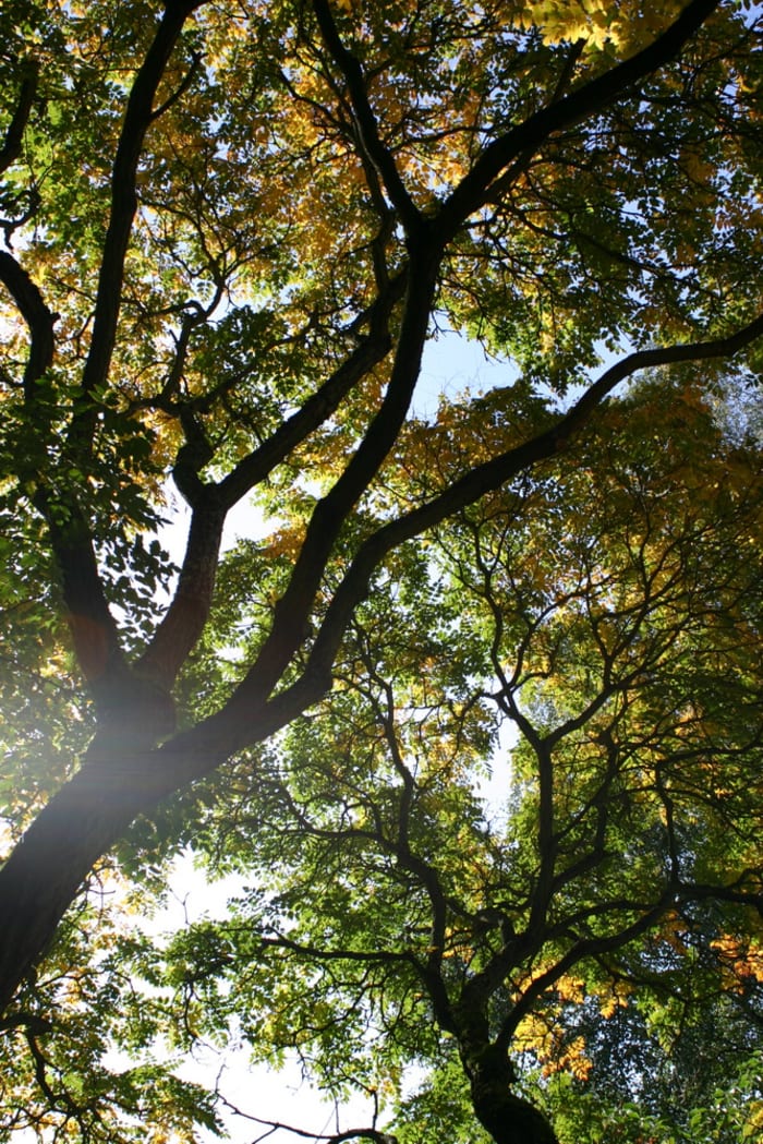 https://res.cloudinary.com/dxwhmugdr/image/upload/t_700bred/v1738050399/Koelreuteria_paniculata_34818_2_yrjvjn.jpg
