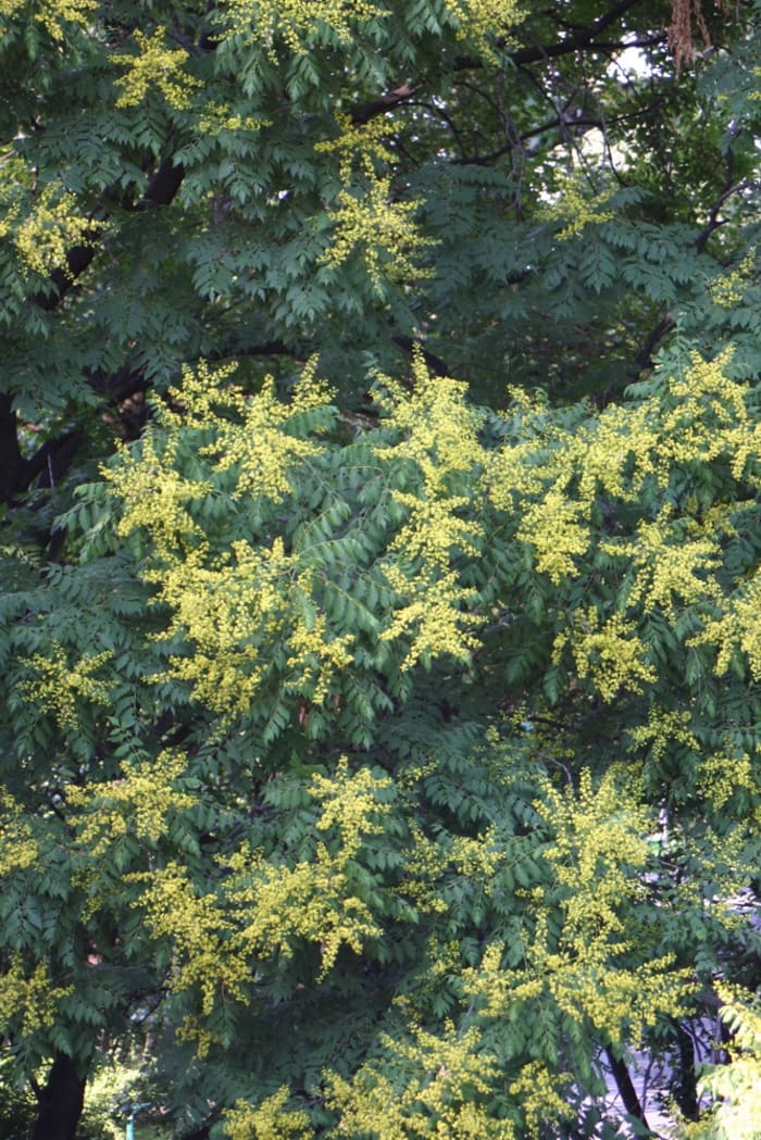 https://res.cloudinary.com/dxwhmugdr/image/upload/t_700bred/v1738050399/Koelreuteria_paniculata_foto_Peter_Linder_31774_2_ukfryr.jpg