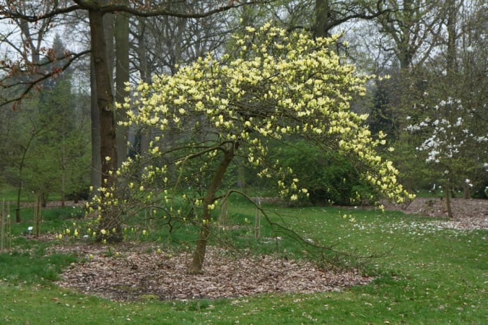 https://res.cloudinary.com/dxwhmugdr/image/upload/t_700bred/v1738050399/Magnolia_Butterflies_foto_Peter_Linder_Li_105699_2_sxqwsq.jpg