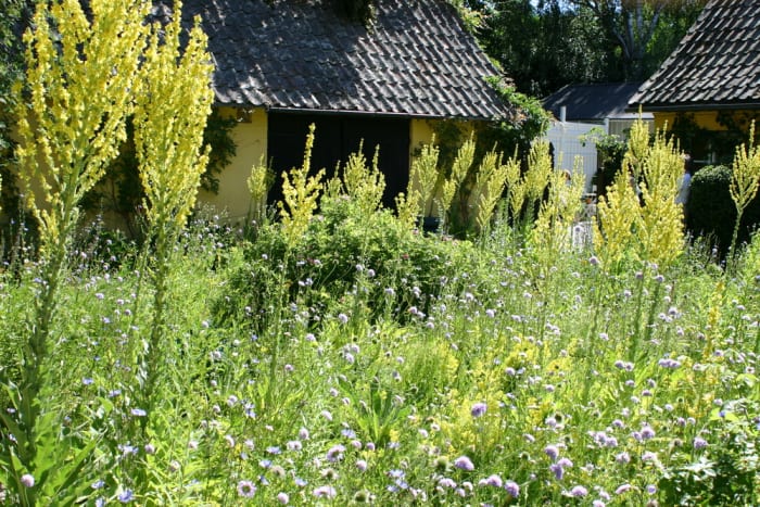 https://res.cloudinary.com/dxwhmugdr/image/upload/t_700bred/v1738050400/Verbascum_olympicum_foto_Peter_Linder_24548_2_el6zq3.jpg