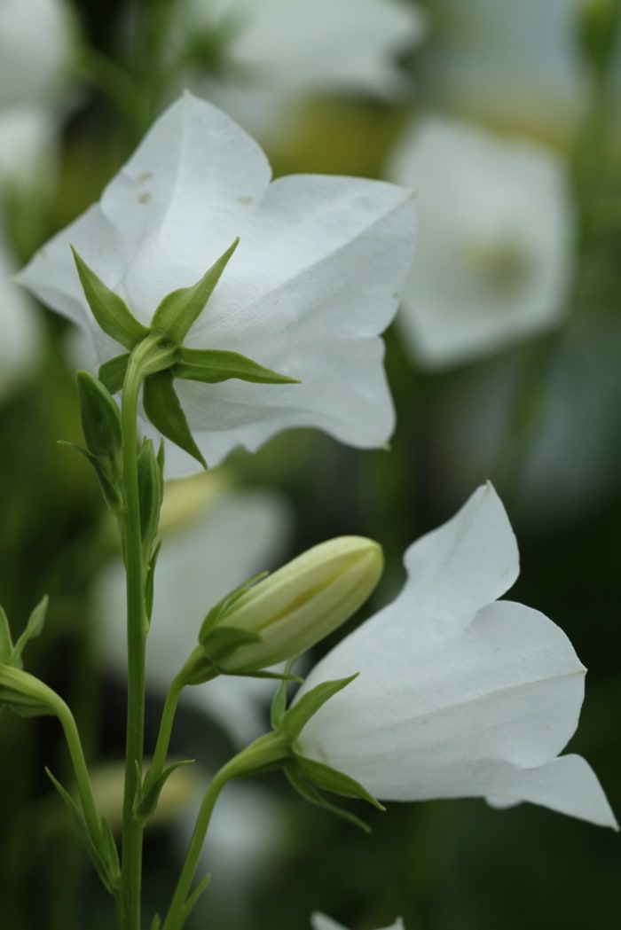 https://res.cloudinary.com/dxwhmugdr/image/upload/t_700bred/v1738095838/Campanula_persicifolia_foto_Peter_Linder_Li_66608_2_uhr8es.jpg