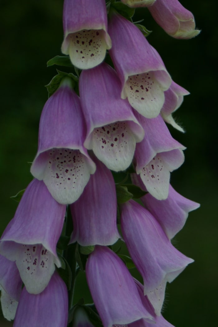 https://res.cloudinary.com/dxwhmugdr/image/upload/t_700bred/v1738095838/Digitalis_purpurea_foto_Peter_Linder_45180_2_t1tfcx.jpg