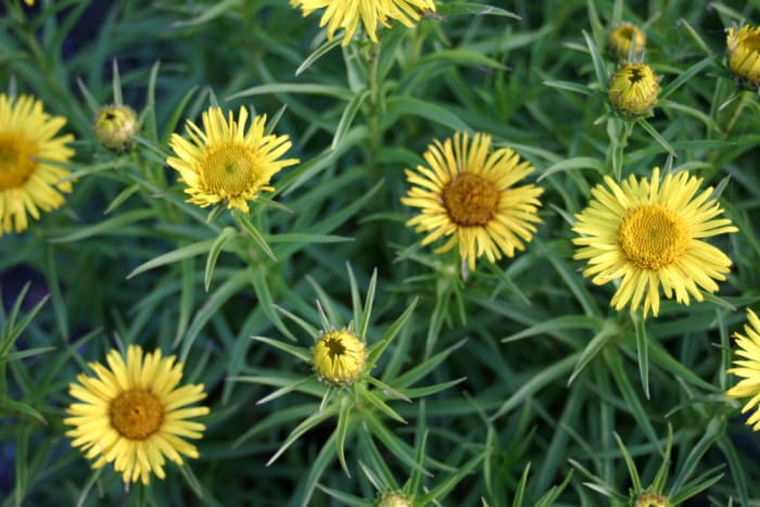 https://res.cloudinary.com/dxwhmugdr/image/upload/t_700bred/v1738095839/Inula_ensifolia_foto_Peter_Linder_14717_2_qfm40e.jpg