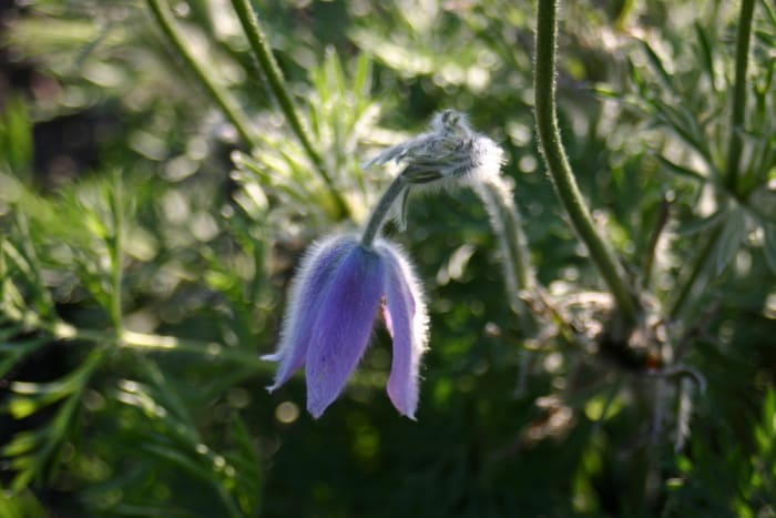 https://res.cloudinary.com/dxwhmugdr/image/upload/t_700bred/v1738095840/Pulsatilla_vulgaris_Papageno_foto_Peter_Linder_23567_2_komyfh.jpg