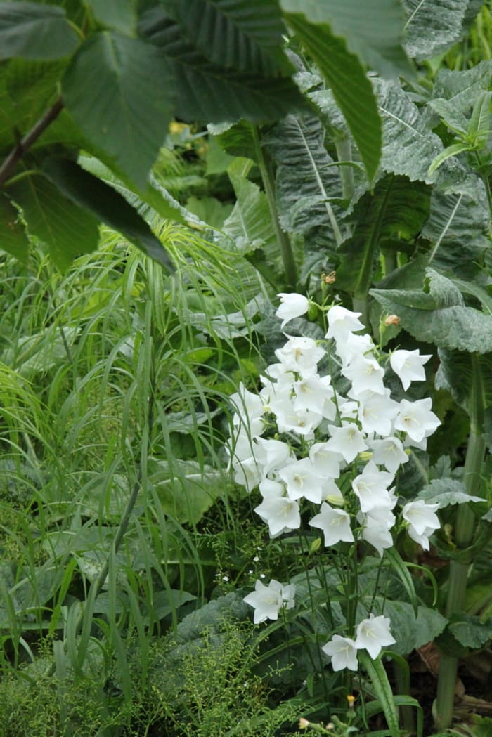 https://res.cloudinary.com/dxwhmugdr/image/upload/t_700bred/v1738095841/Campanula_persicifolia_Alba_foto_Peter_Linder_Li_88982_2_u7rma6.jpg