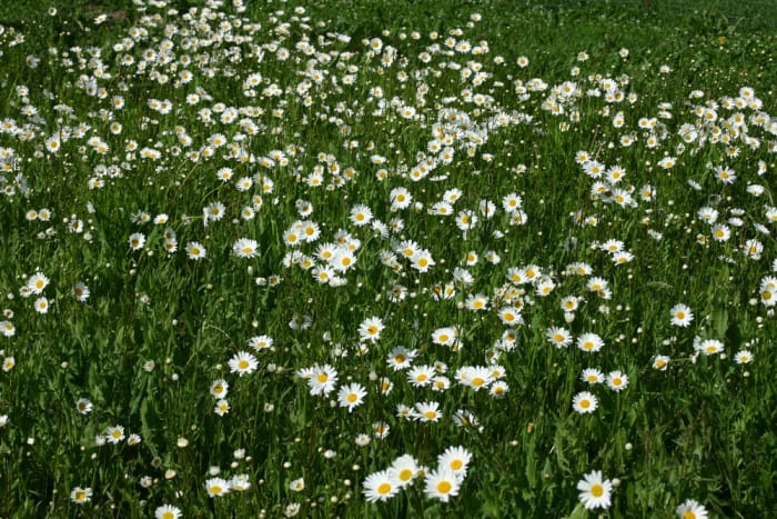 https://res.cloudinary.com/dxwhmugdr/image/upload/t_700bred/v1738095852/Leucanthemum_vulgare_foto_Peter_Linder_44743_2_ebpfbl.jpg