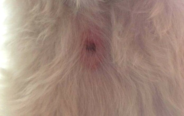 [온라인 커뮤니티] A씨 반려견의 상처