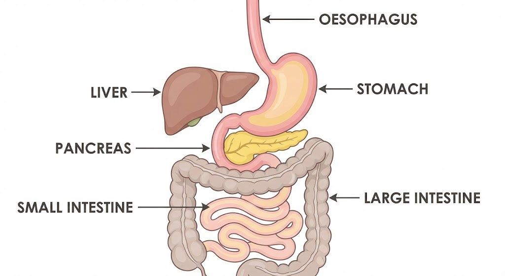 Human Alimentary Canal