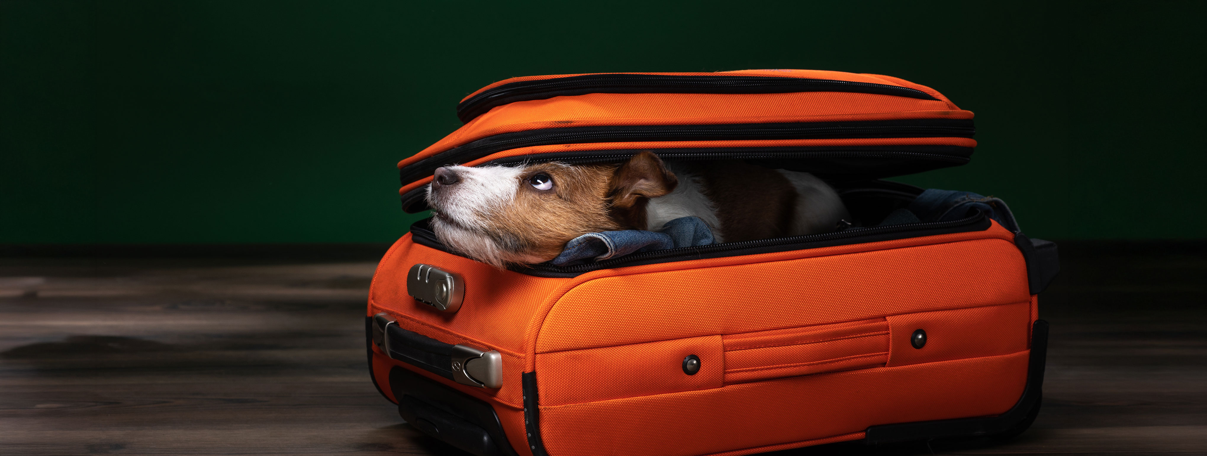 Cyprus Airways – Travelling with Pets