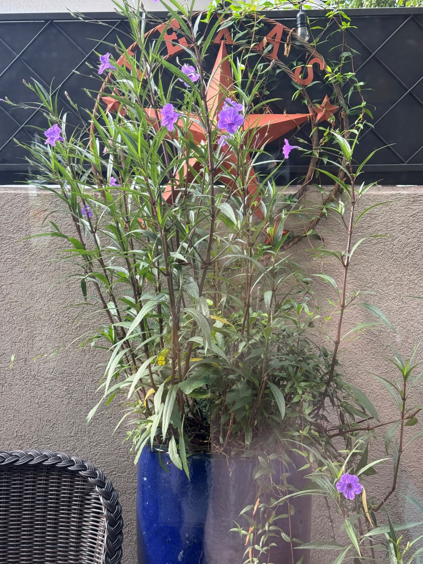 Mexican petunias