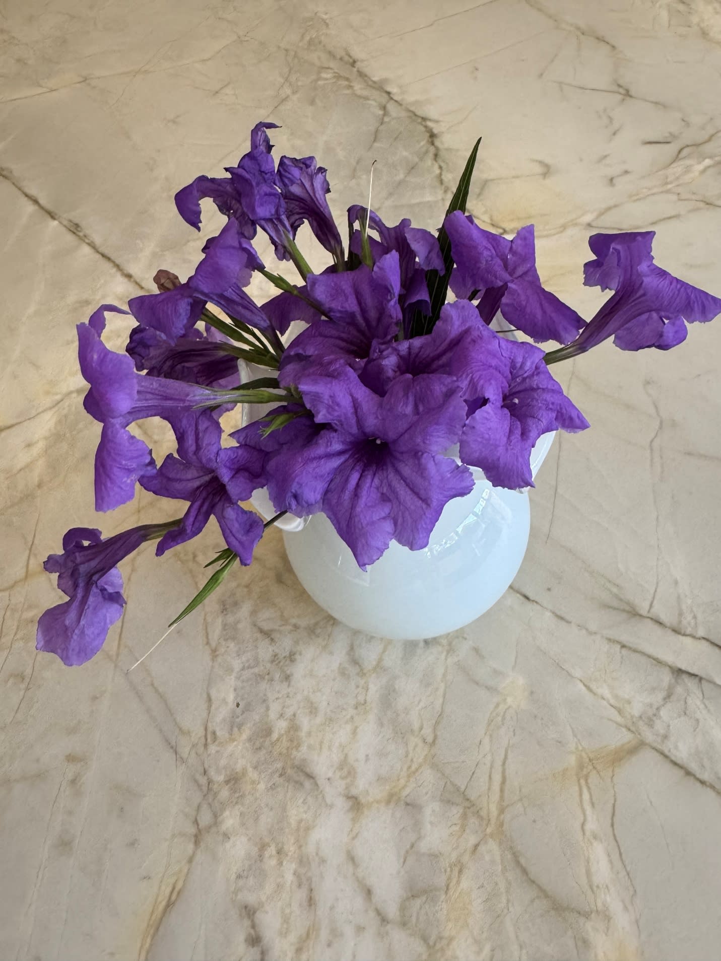Mexican petunias