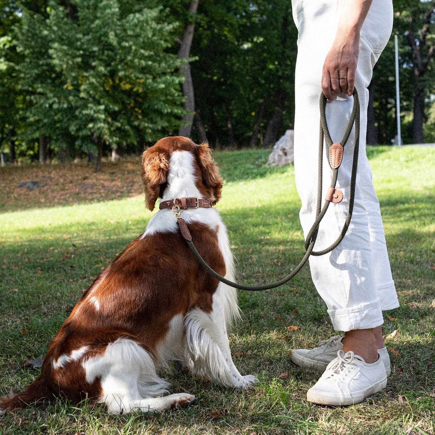 Hundkoppel Torekov Shimmer Green - Denjo Dogs