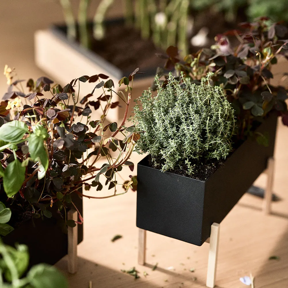 Blomkruka - Botanic herb box