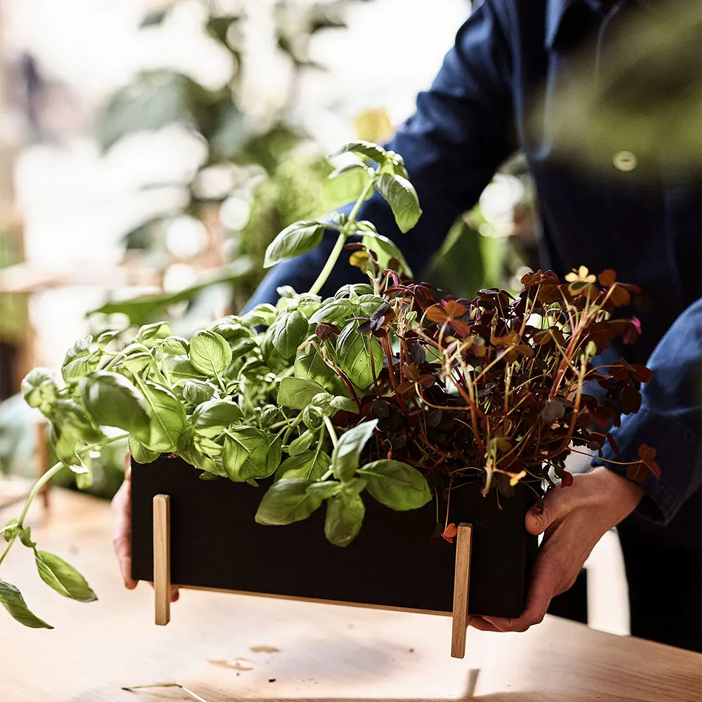 Blomkruka - Botanic herb box