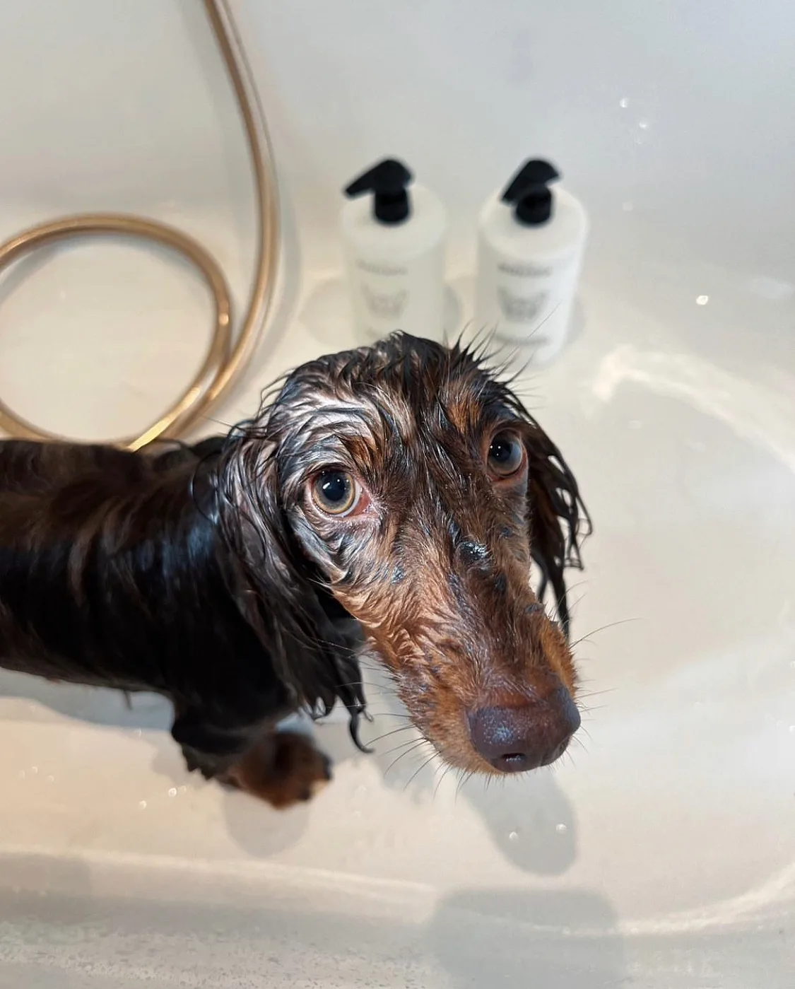 Återfuktande Hundschampo Med Doft Av Jasmine