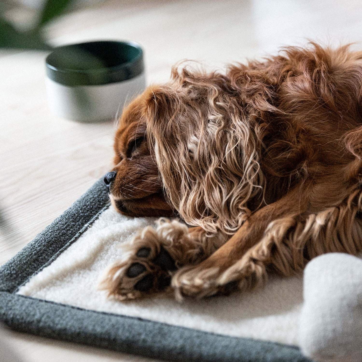 Resefilt Snuggle Med Läderdetalj Mörkgrön - Denjo Dogs