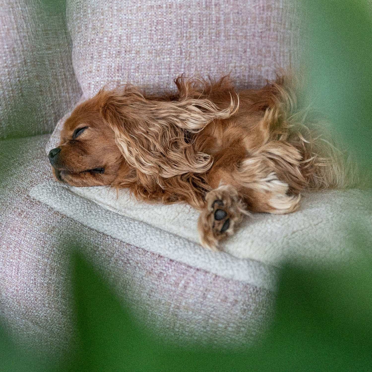 Resefilt Snuggle Med Läderdetalj Sand - Denjo Dogs