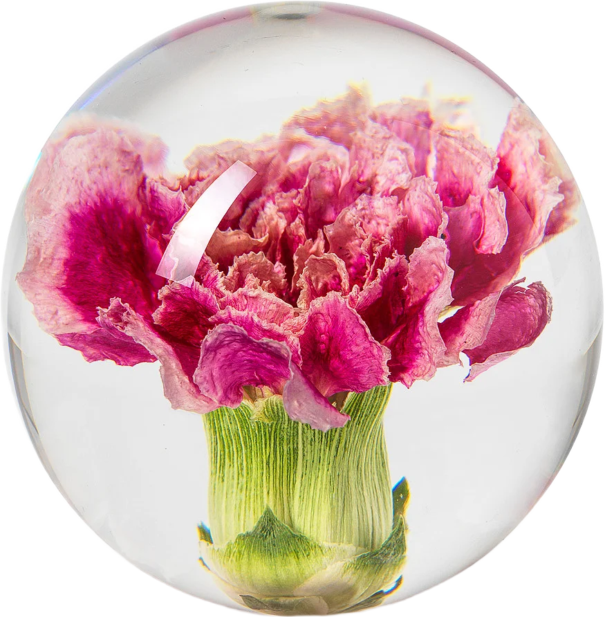 Carnation Pappersvikt